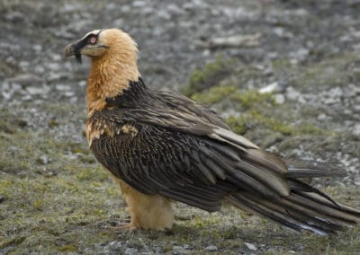 AETS Ordesa Sobrarbe Pirineos