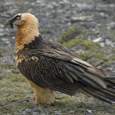 AETS Ordesa Sobrarbe Pirineos