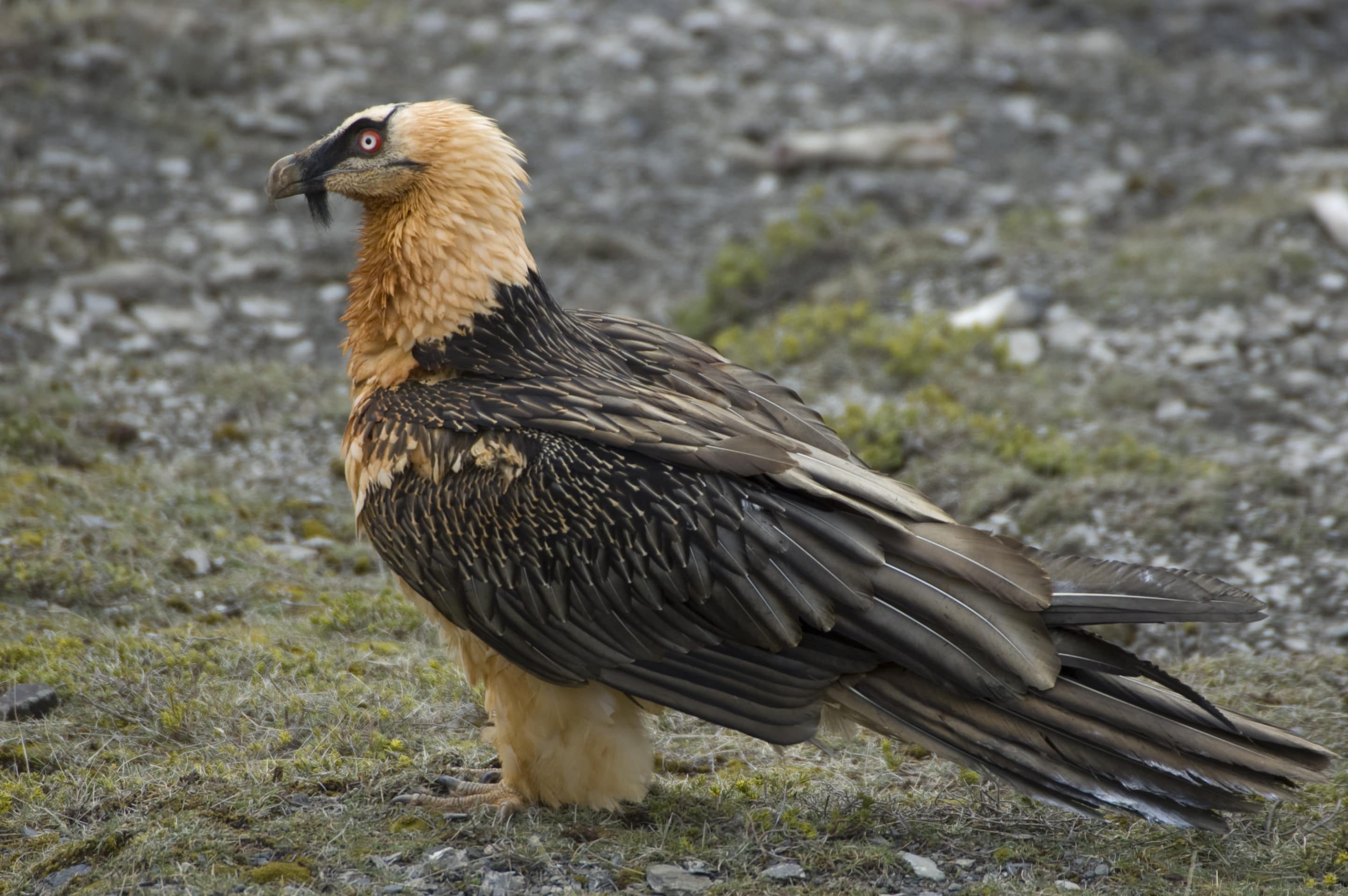 AETS Ordesa Sobrarbe Pirineos